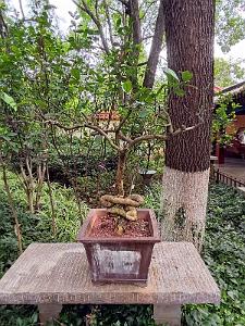 Kunming - Parc Cuihu - 09